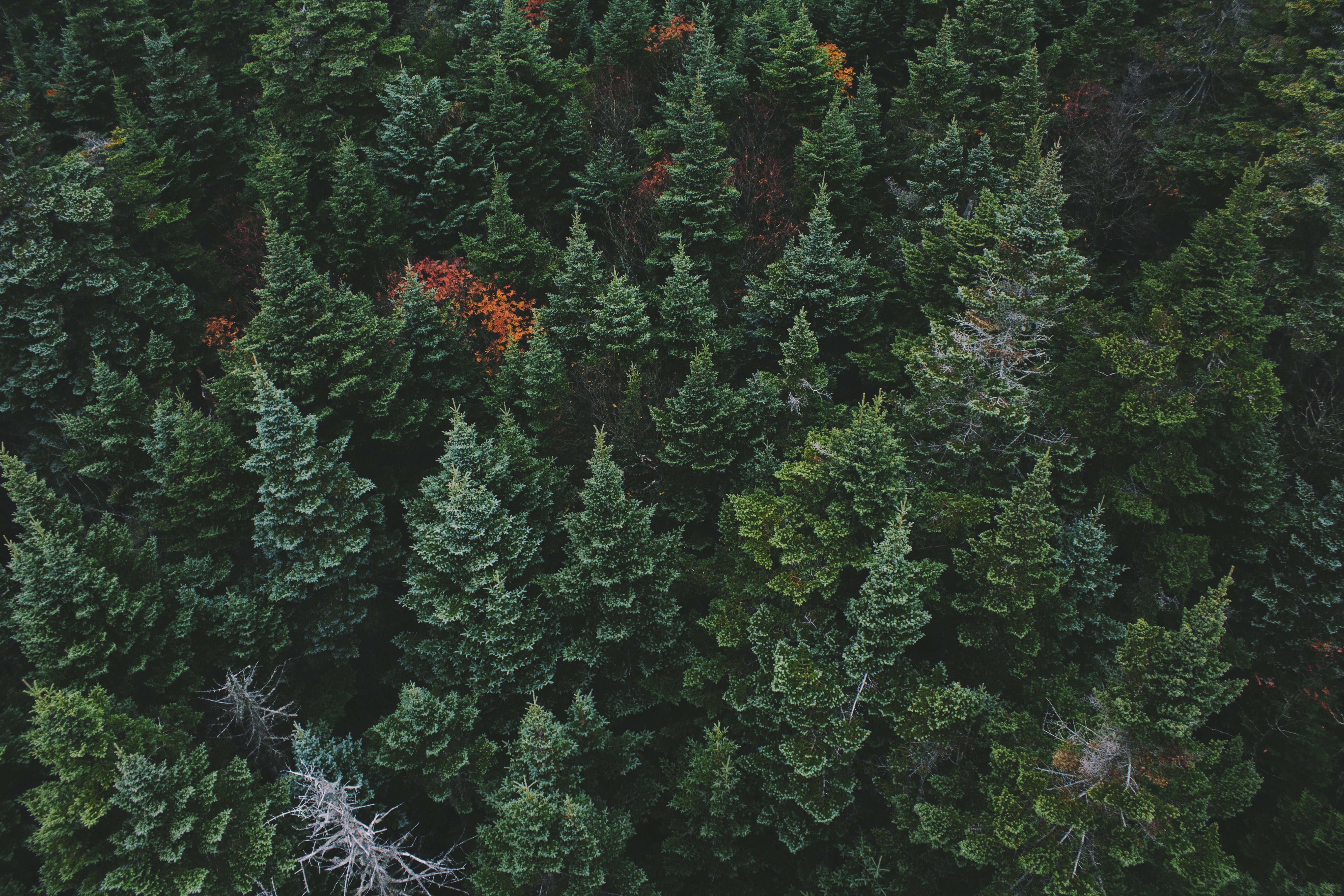 Ariel photo of a forest