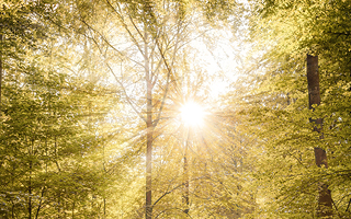 sun rays shining through a forest