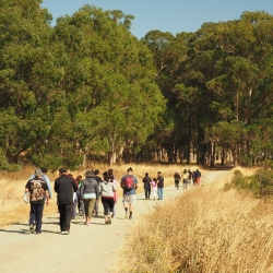 A group of people hiking in eucalyptus and grass field